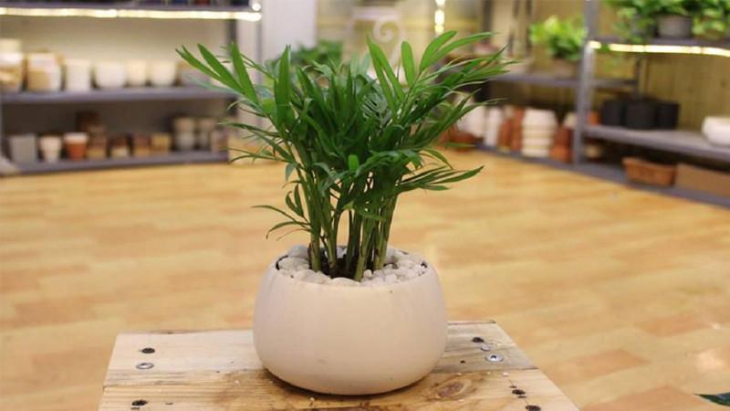Cây phú quý đặt ở vị trí đẹp trong phòng khách, gần cửa sổ đón ánh sáng tán xạ tự nhiên